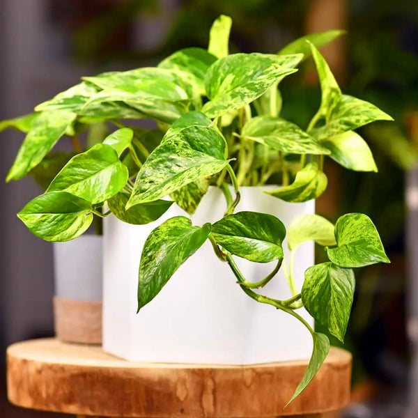 Pothos Plant