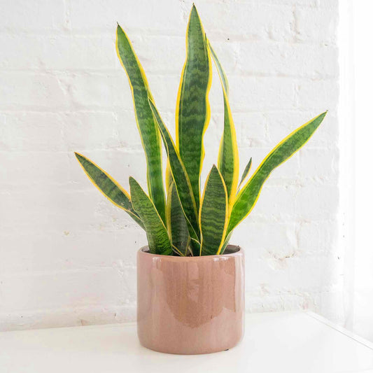 Snake Plant in 6" Growers Planter Pot