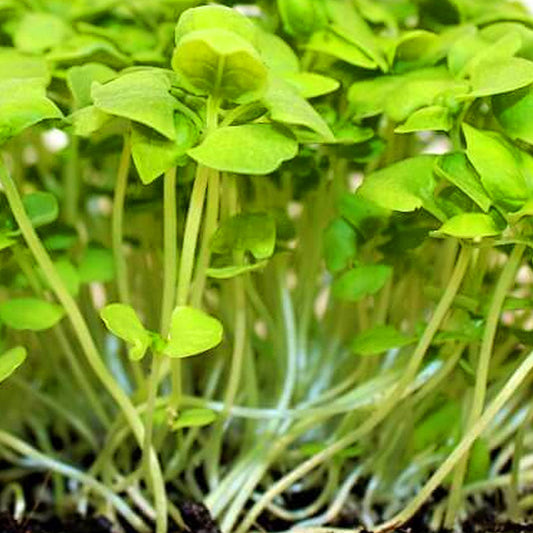 Basil Microgreens