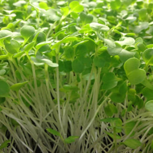 Bok Choy Cabbage Microgreens