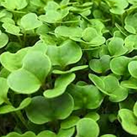 Broccoli Microgreens