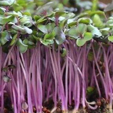 Golden Acre Cabbage Microgreens