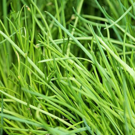 Chives