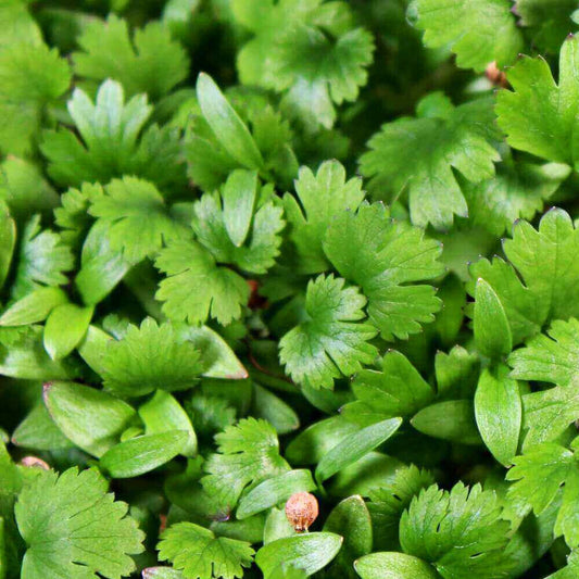 Cilantro Microgreens
