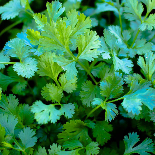 Cilantro (Slow Bolt) Organic Herbs