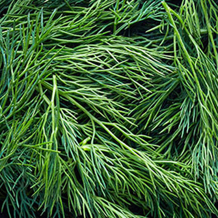 Dill Herbs