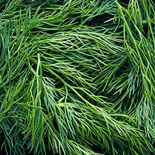 Dill Herbs