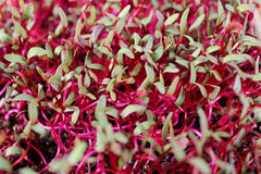 Fresh Bulls Blood Beet Microgreens grown in Alabama by Wade Greens