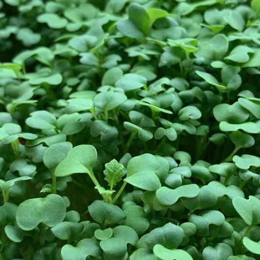 Mustard Microgreens
