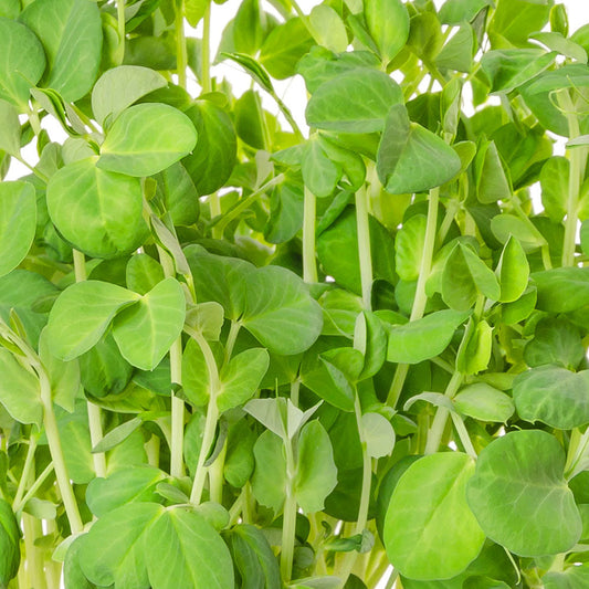 Speckled Pea Shoot Microgreens