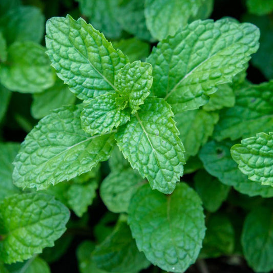 Peppermint Herbs