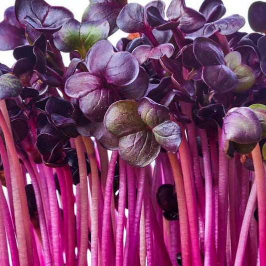 Radish ( Rambo ) Microgreens