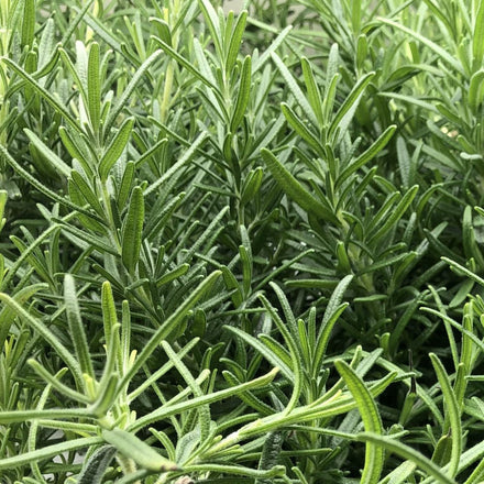Rosemary