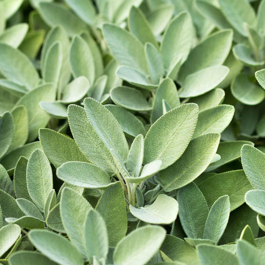 Sage Herbs