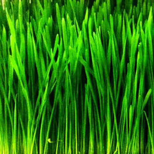 Wheatgrass | Hard Red Spring Organic